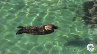 Otterly Adorable A Wild Sea Otter Mom and Pup Visit the Aquariums Great Tide Pool [upl. by Llovera]