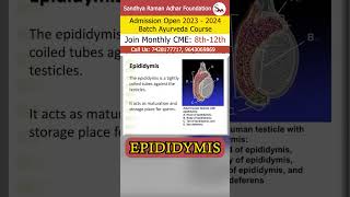 Epididymis  Sandhya Raman Adhar Foundation [upl. by Coffeng]