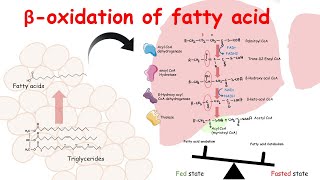 Beta oxidation of fatty acid  Fatty acid catabolism and its regulation [upl. by Natty]