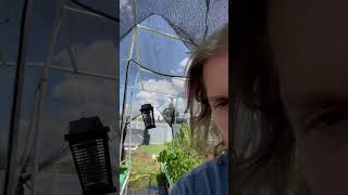 DIY NFT Hydroponic system and enclosure survived Debbie Hope everyone else is managing well [upl. by Eta]