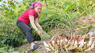 Harvesting Ginger to sell at the market Cook Steamed Pigs Feet with Beans  Pet Care [upl. by Ynnos]