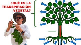 ¿QUÉ ES LA TRANSPIRACIÓN VEGETAL [upl. by Gabey]