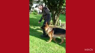 Brittas dogtraining Halti amp slip lead method part 2 [upl. by Leahcin840]