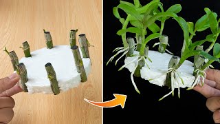 Revealing how to propagate orchids with water is easy anyone can do it [upl. by Todhunter]