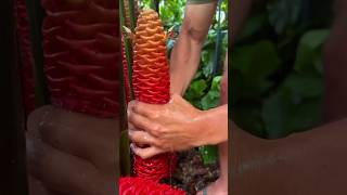 Shampoo ginger plant shorts nature facts [upl. by Leugar]