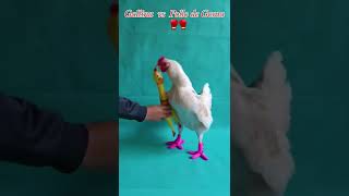 Pelea Gallina vs el pollo de goma 😂 gallinas shorts gallos [upl. by Ayotnom]