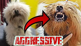 Pet Grooming  Aggressive  Shihtzu Leopetspa6391 [upl. by Olsewski455]