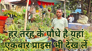 यहां पर हर तरह के पौधे Available है। Price एकबार चेक कर लें  कोलकाता Behala Street Plant Nursery [upl. by Anneres]