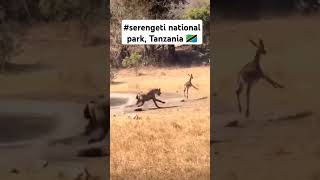 Tanzania safari  Serengeti Ngorongorocreator  Mt Kilimanjaro animals naturefilm nature [upl. by Silirama]