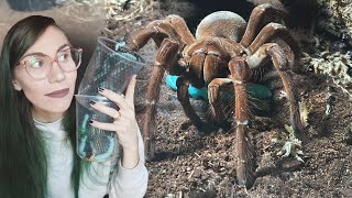 My most FOODAGGRESSIVE Tarantulas FEAST on WORMS ft Goliath Bird Eater Dancing [upl. by Nylidnam522]