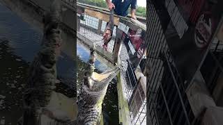 Feeding Bully the American crocodile an invasive hog leg [upl. by Acireh]