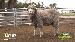 Charinga Merinos  Feature Ram  Lot 57 2023 Sale [upl. by Jarlath]