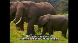 Pământeni Earthlings  Subtitrat în română [upl. by Viviane895]