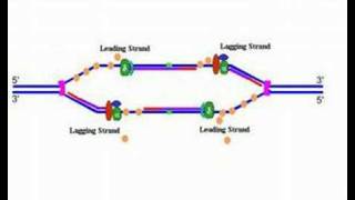 DNA replication [upl. by Ferrel]