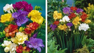 How to Grow Freesias Summer Garden Guide [upl. by Aes]