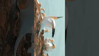 🐦☆⁴⁰ Northern Gannet Morus bassanus in Gannet Booby Family Sulidae [upl. by Hussar809]