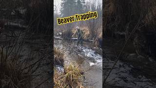 Beaver Trapping With 330 Conibears trapping beaver conibear [upl. by Schatz594]