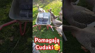 POMAGAJĄ GOSPODYNI KOCHANE CUDAKI🥰❤👍 [upl. by Alberik]