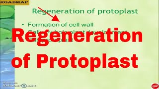 Regeneration of protoplast [upl. by Annaoy]