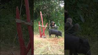 Survival skills and trap wild boars survival alone wildsurvival shortvideo [upl. by Dehlia]