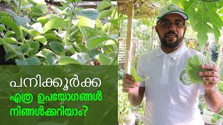 പനിക്കൂർക്ക വീട്ടിൽ ഉണ്ടെങ്കിൽ [upl. by Lynde]