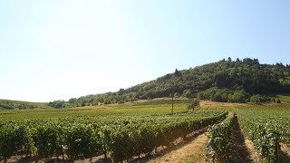 Reportage Vignobles Beaujolais [upl. by Nort600]