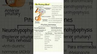 The pituitary gland story pharmacy biology humananatomyandphysiology [upl. by Pulling]