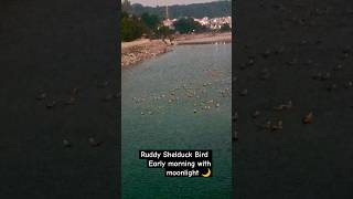 Ruddy Shelduck Bird moonlight 🌙🌛 viralvideo [upl. by Smiley]