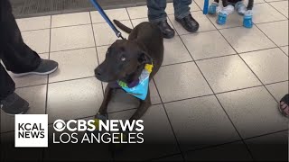 Introducing quotThe Paw Squadquot a group of therapy dogs helping travelers at Ontario Airport [upl. by Diane-Marie]