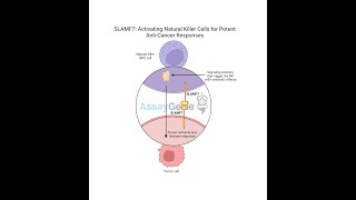 SLAMF7 Activating Natural Killer Cells for Potent AntiCancer Responses [upl. by Nowaj862]