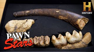 Pawn Stars Do America Ancient Elephant Bones Worth Serious Money Season 2 [upl. by Rosalyn]