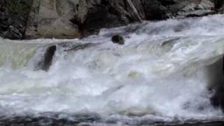 Migrating Wild Salmon at Dagger Falls on the Middle Fork of the Salmon River [upl. by Mihar30]