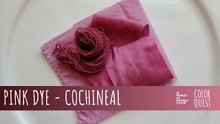 HOW TO MAKE PINK DYE WITH COCHINEAL  ORGANIC COLOR  WOOL SILK COTTON  RAINBOW PALETTE [upl. by Davida]