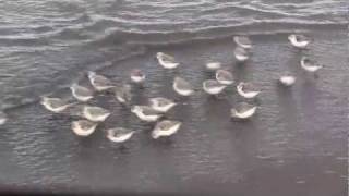 SANDERLINGS  Sandpipers in Motion  Piper  New Brunswick Canada Shore Birds [upl. by Ati918]