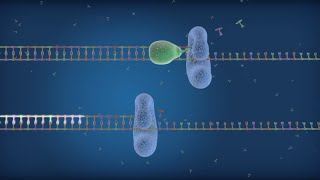 HighProcessivity Sso7d Fusion Polymerase Improves qPCR Results [upl. by Strawn]