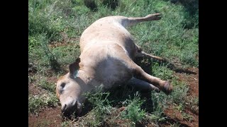 Northern Tablelands Local Land Services Spring Livestock Killers Webinar  Bloat [upl. by Karry]