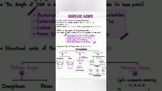 Nucleic acid [upl. by Alix]