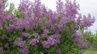 This is the best time of year to prune your lilacs [upl. by Akital]