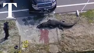 Womans body found in jaws of 13ft alligator in Florida [upl. by Efioa]