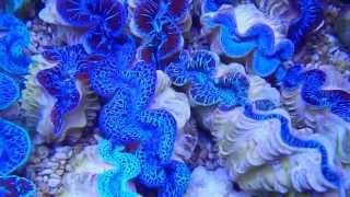 Tridacna Maxima Blau amp Ultra Color [upl. by Odom]