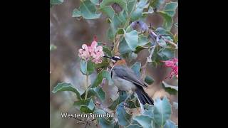 Western Spinebill australianbirds westernaustralia [upl. by Vaclava]