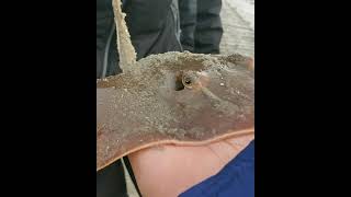 Sting Ray Stinger  Holding a Stingray  The Barb that Killed Steve Irwin  Tybee Island GA [upl. by Atiuqad302]