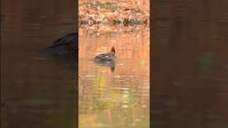 Common Merganser Catch fish 🐠 birds wildlife nature [upl. by Lledyl692]