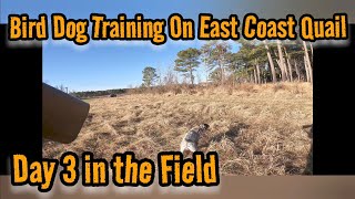 Bird Dog Training With Pen Raised Quail  Virginia Bobwhite Quail Shooting  Sportsman Preserve [upl. by Gould387]