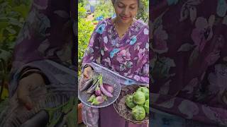 Brinjals వంకాయలు harvesting in my garden brinjal mygarden gardening shortvideo ytshorts [upl. by Nessah]