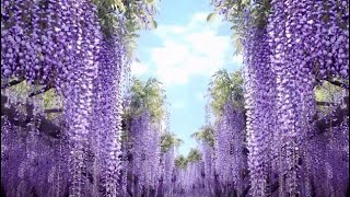 quotPurple Wisteria flowersquotーFuji no Hana 👉🏼🇯🇵 [upl. by Nahte]