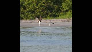 Short Osprey Action  Everyone is watching ospreys birdofprey nature wildlifevideography [upl. by Halehs]