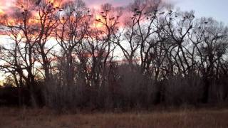 sunset turkey roost in cottonwoods [upl. by Enneirdna282]