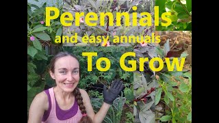 Tropical Perennials and Easy Annuals YOU CAN GROW TOO [upl. by Antonino]