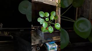 Pilea Peperomioides Transplant garden [upl. by Nirual]